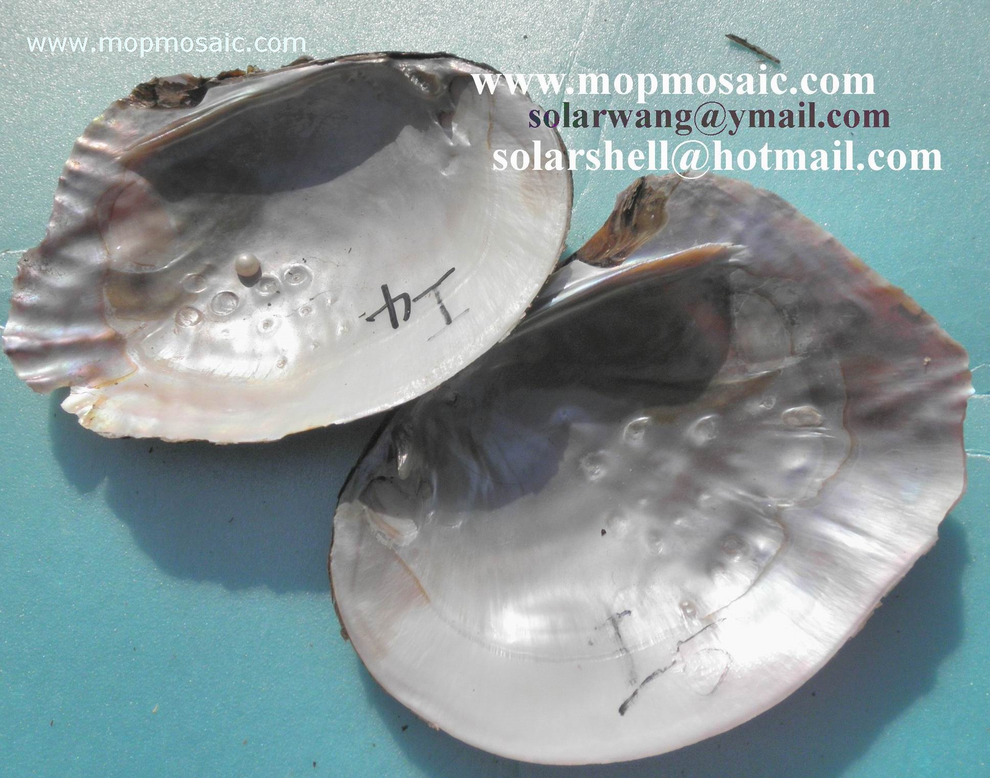 Chinese triangle raw river shell