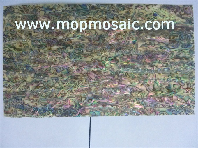 新西兰红色鲍鱼贝壳纸