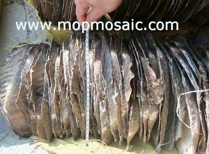 Chinese river shells of raw material