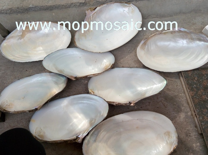 above 28cm super pure white chinese river shell raw materials