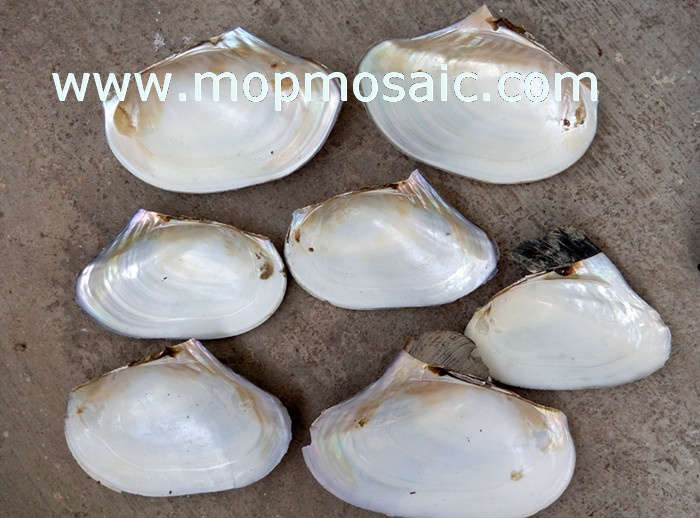 18-24cm chinese freshwater river shell raw material