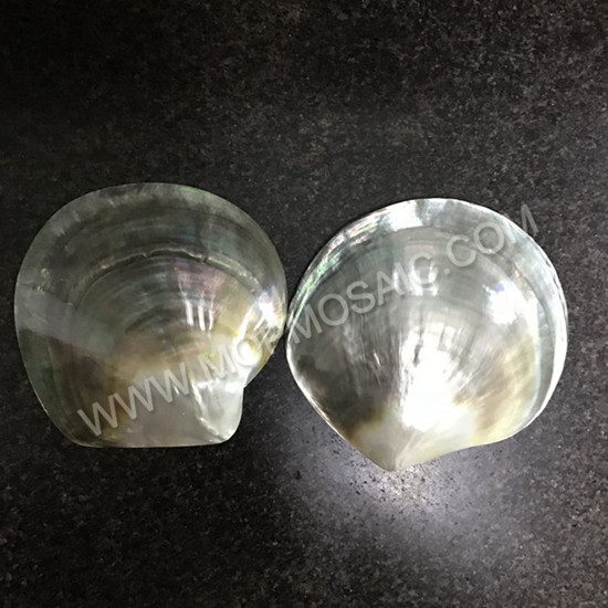 Highly polished natural blacklip mop shells for home decoration arts
