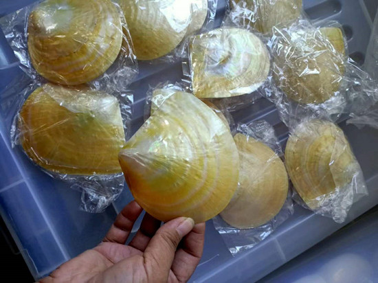 Highly polished natural yellowlip mop shells for home decoration arts